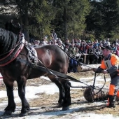 OBEC NOVOŤ: Novotské furmanské dni