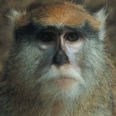 ZOO KOŠICE: 