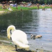 MESTO SENEC: -
