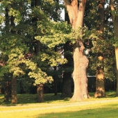 MESTO SNINA: Starý park, autor: M. Dziura
