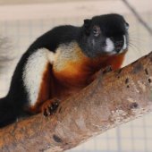 Kosice Region: Veverica malajská, ZOO Košice